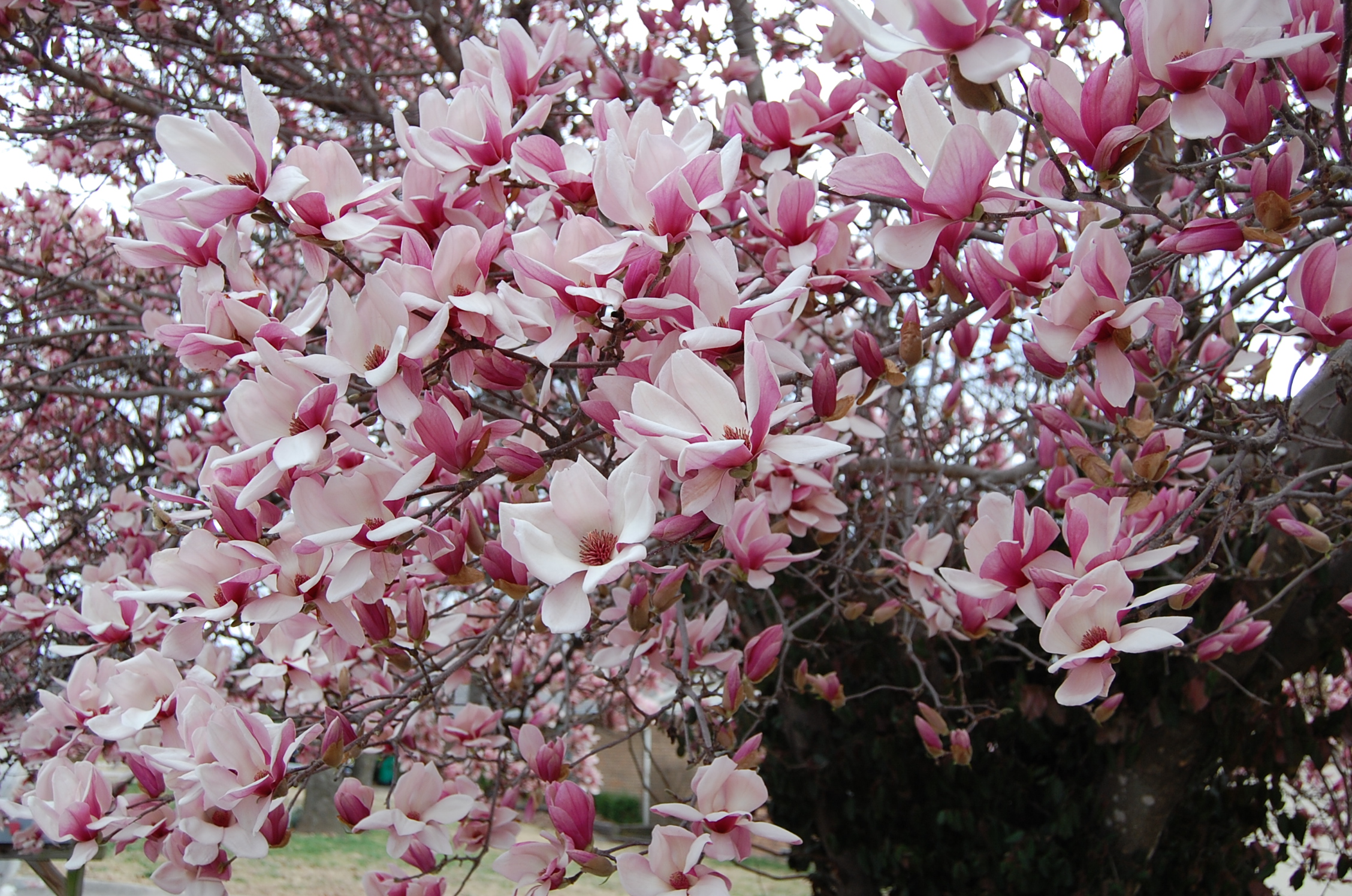 tulip tree, magnolia tree, japanese magnolia, tulip, flowering tree, bloom