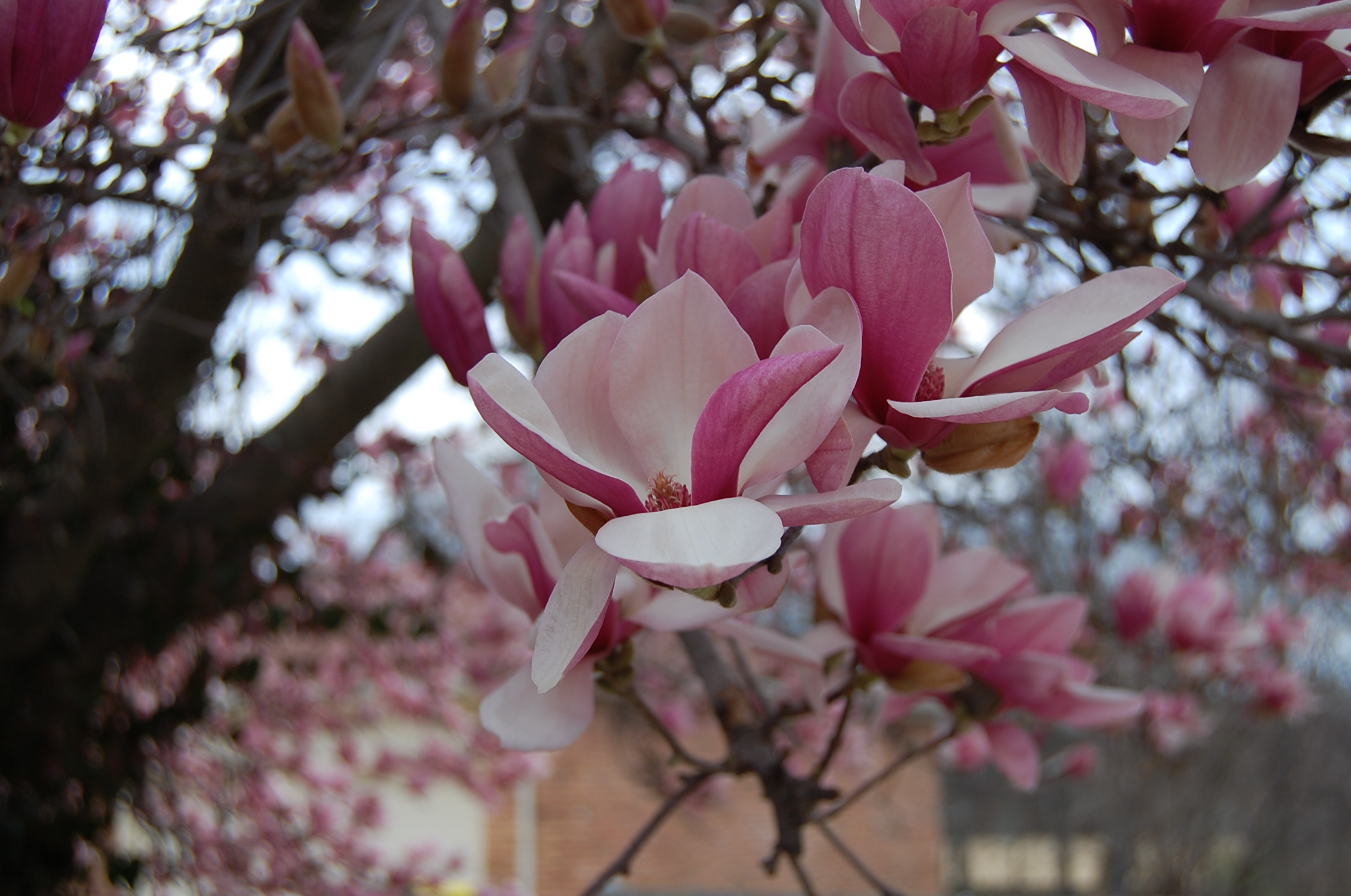 tulip tree, magnolia tree, japanese magnolia, magnolia, bloom, flowering tree