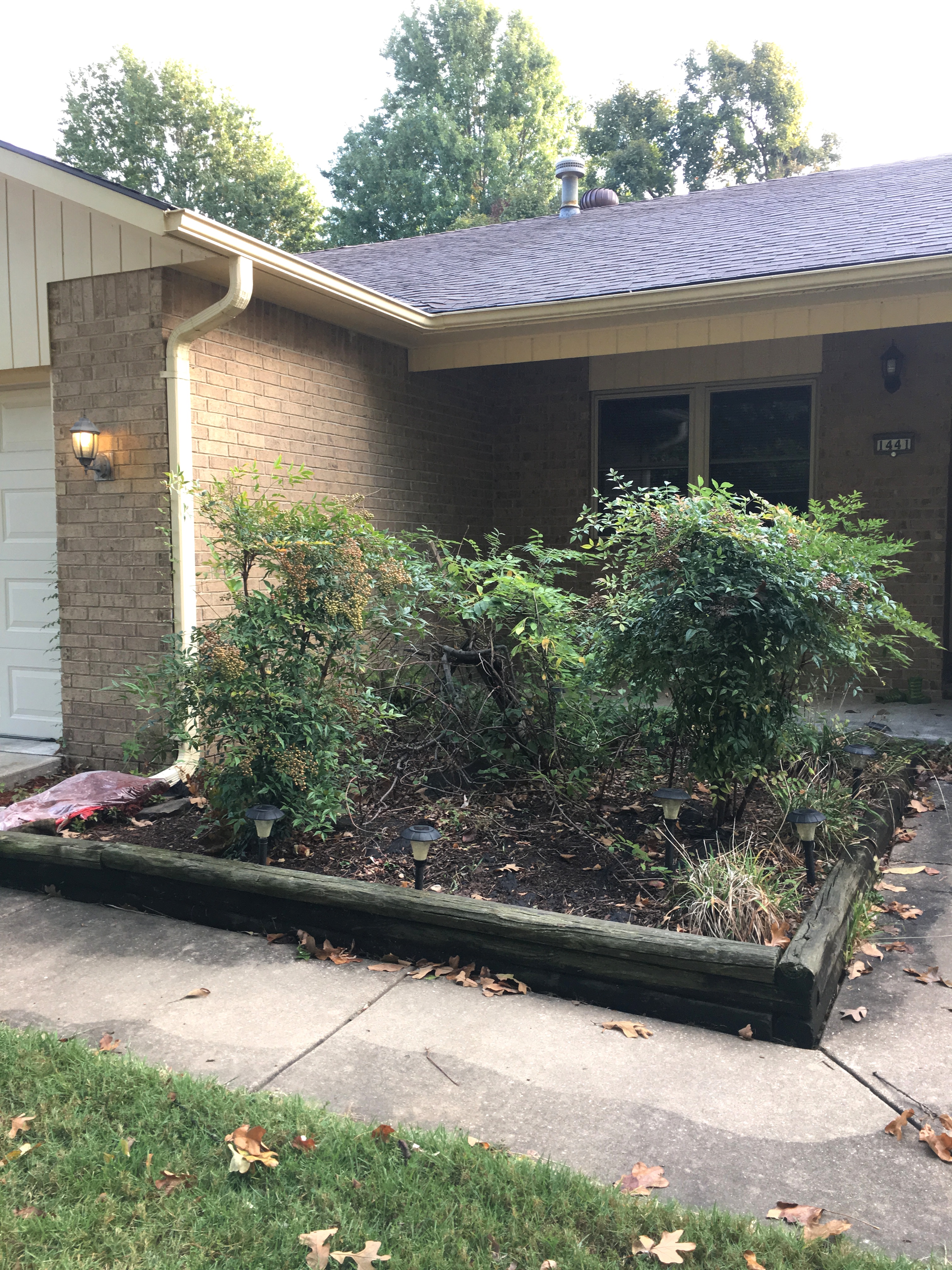 Overgrown flower bed before clean up