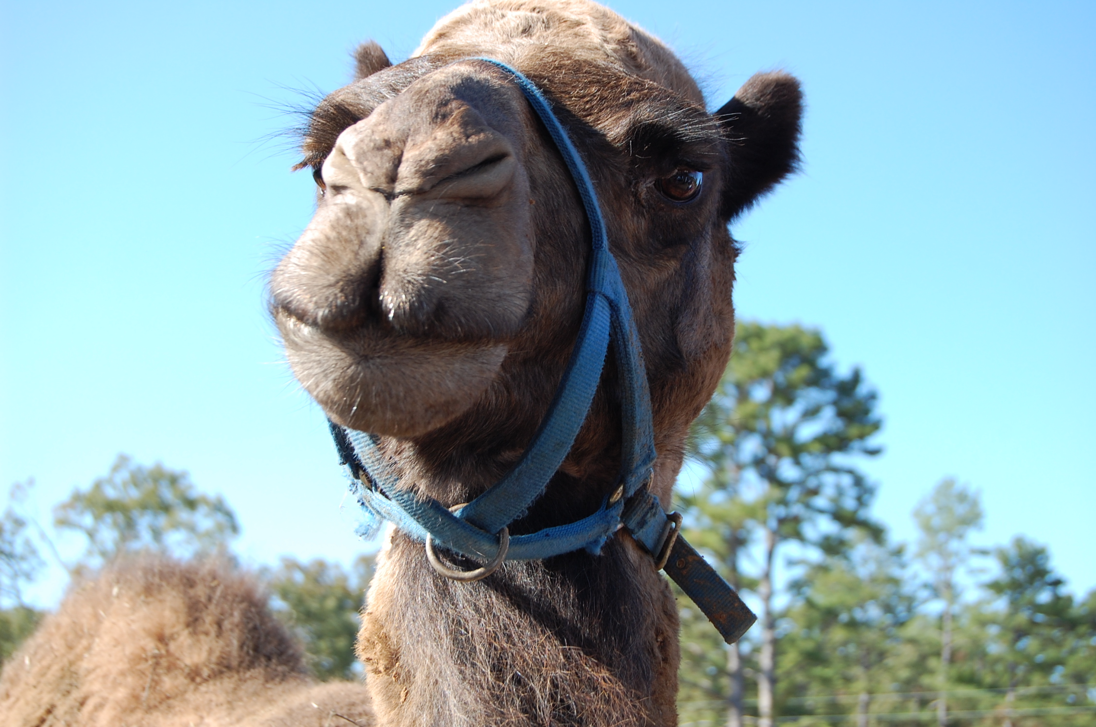 You can meet Abu the camel at Heifer Ranch. Heifer Ranch is just a little more than 20 miles from Petit Jean State Park where the Hoof it for Heifer trail run is held.